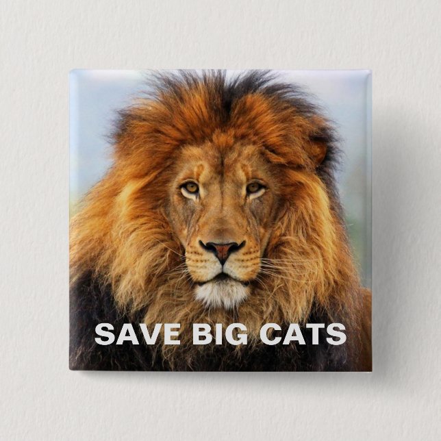 African Lion 1 15 Cm Square Badge (Front)