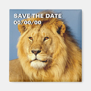 African Lion 2 Save-the-Date Magnet
