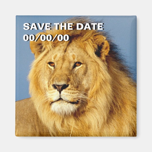 African Lion 2 Save-the-Date Magnet (Front)