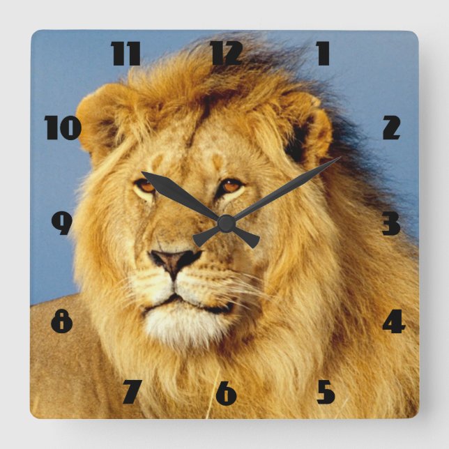African Lion 2 Square Wall Clock (Front)