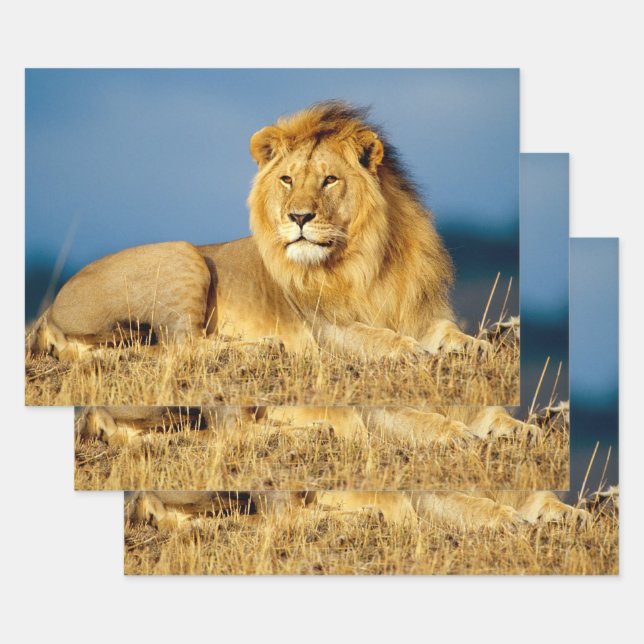 African Lion 2 Wrapping Paper Sheets (Set)