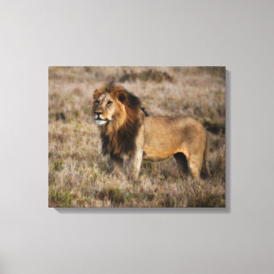 African Lion Canvas Print