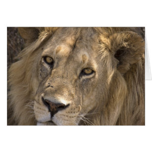 African Lion Cards