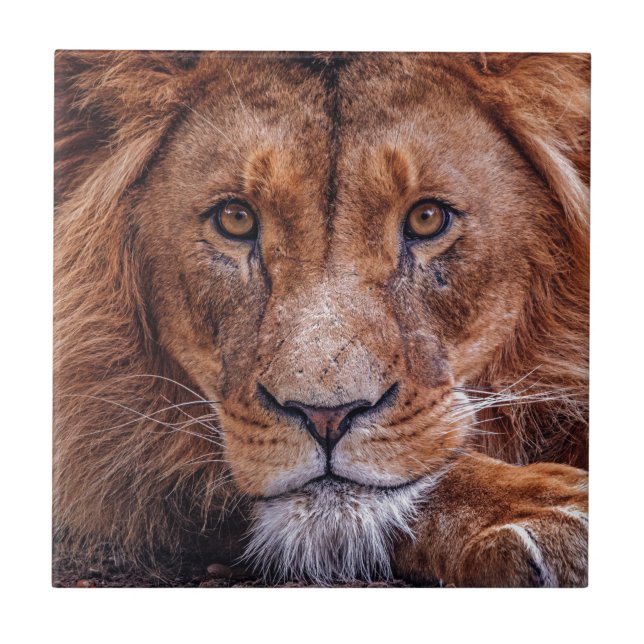 African Lion Ceramic Tile (Front)