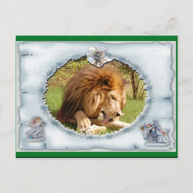 African Lion Christmas Postcard (Front)