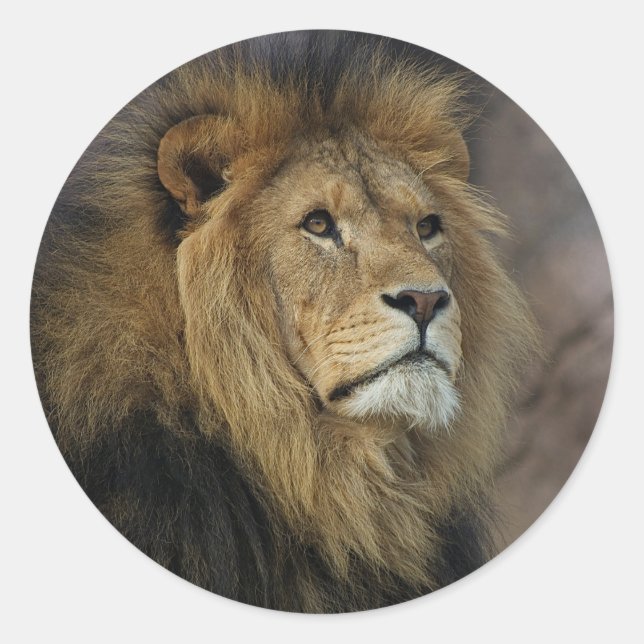 African Lion Classic Round Sticker (Front)