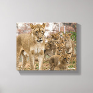 African Lion Cubs with Mother Canvas Print