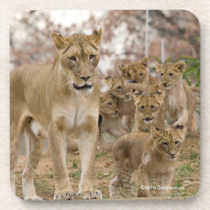 African Lion Cubs with Mother Coaster