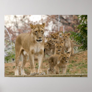 African Lion Cubs with Mother Poster