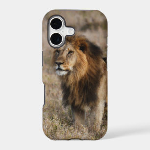 African Lion in Grass