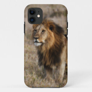African Lion in Grass iPhone 11 Case