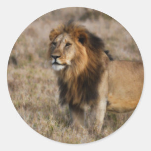 African Lion in Grass Classic Round Sticker