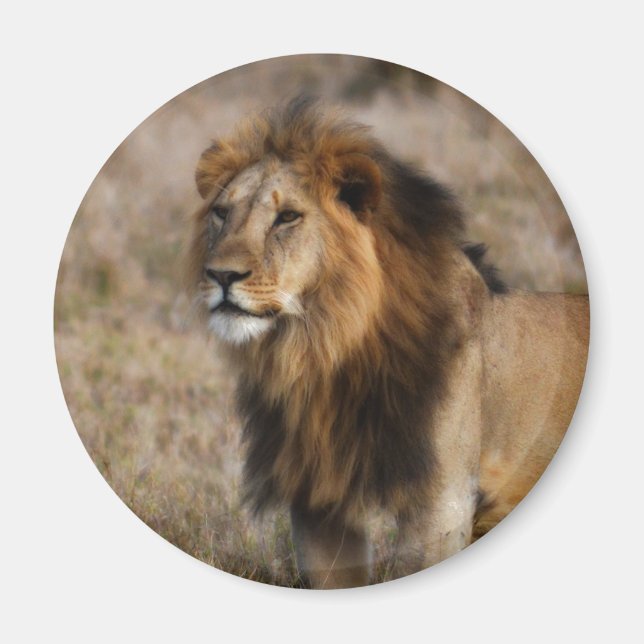 African Lion in Grass Magnet (Front)