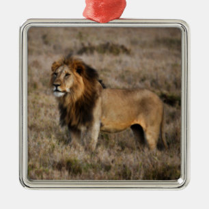 African Lion in Grass Metal Ornament