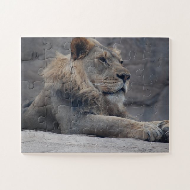 African Lion Jigsaw Puzzle (Horizontal)