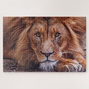 African Lion Jigsaw Puzzle