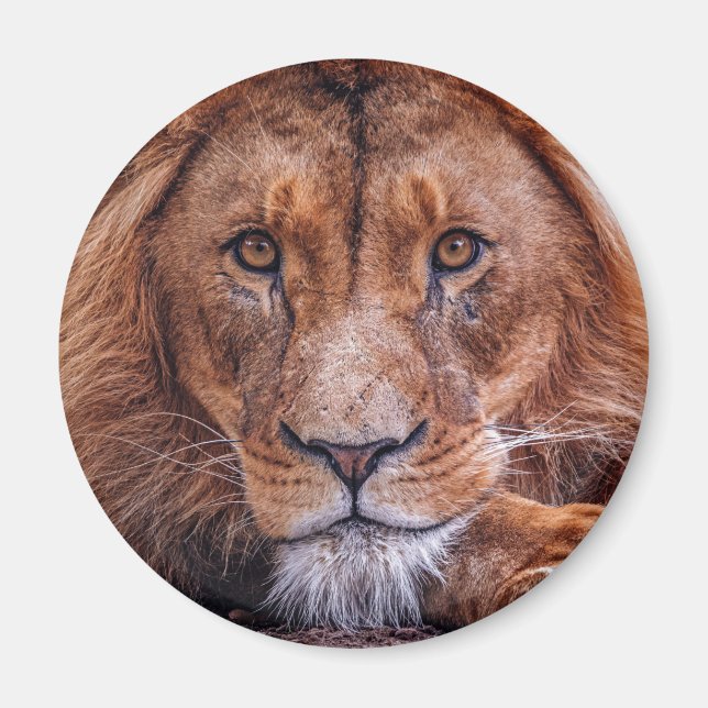African Lion Magnet (Front)