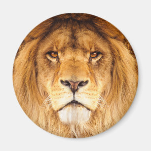 African Lion Magnet
