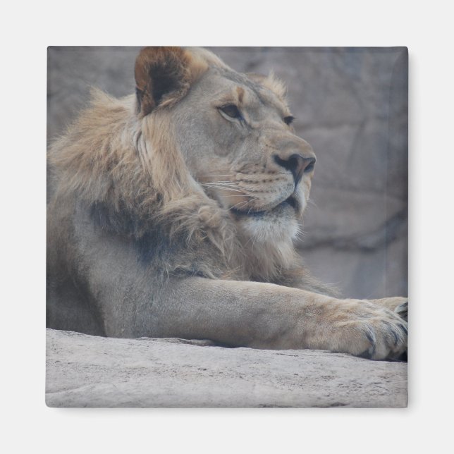 African Lion Magnet (Front)