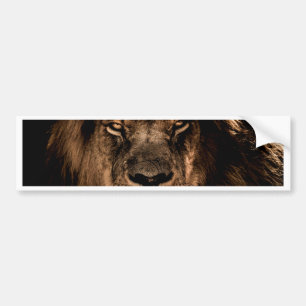 african lion mane close eyes bumper sticker