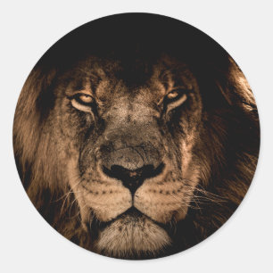 african lion mane close eyes classic round sticker