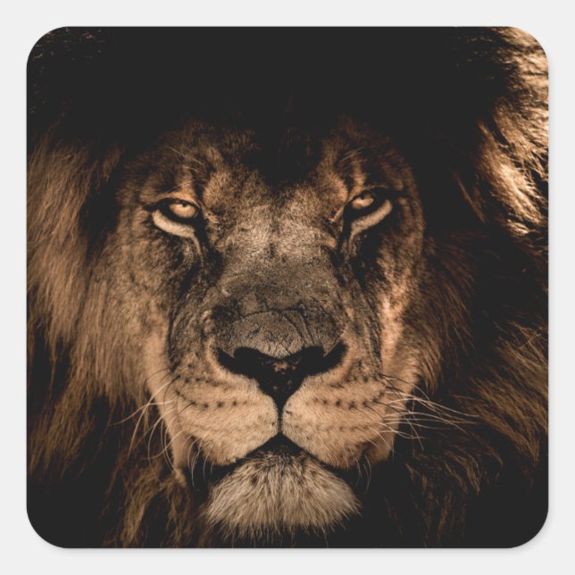 african lion mane close eyes square sticker (Front)