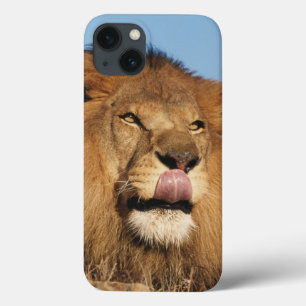 African Lion (Panthera Leo), African savannah iPhone 13 Case