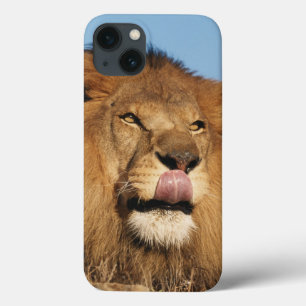 African Lion (Panthera Leo), African savannah iPhone 13 Case
