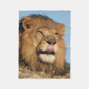 African Lion (Panthera Leo), African savannah Fleece Blanket