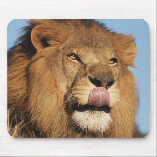 African Lion (Panthera Leo), African savannah Mouse Pad
