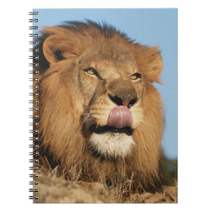 African Lion (Panthera Leo), African savannah Notebook