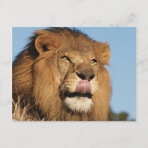 African Lion (Panthera Leo), African savannah Postcard