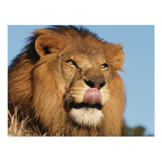 African Lion (Panthera Leo), African savannah Postcard