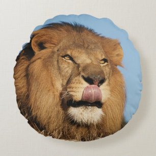 African Lion (Panthera Leo), African savannah Round Cushion