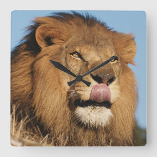 African Lion (Panthera Leo), African savannah Square Wall Clock