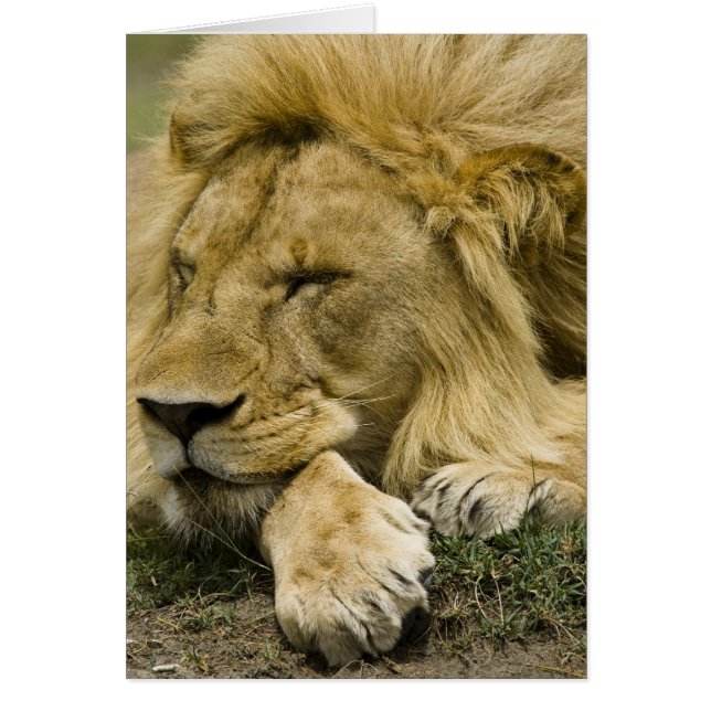 African Lion, Panthera leo, laying down asleep (Front)