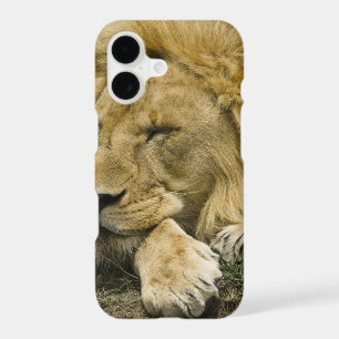 African Lion, Panthera leo, laying down asleep