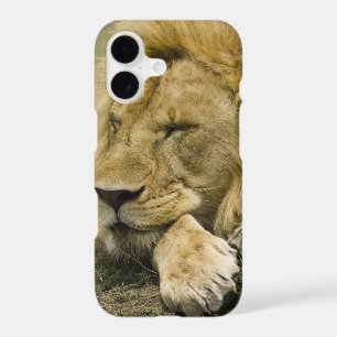 African Lion, Panthera leo, laying down asleep
