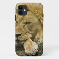 African Lion, Panthera leo, laying down asleep