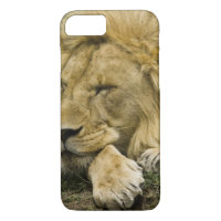 African Lion, Panthera leo, laying down asleep