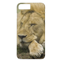 African Lion, Panthera leo, laying down asleep