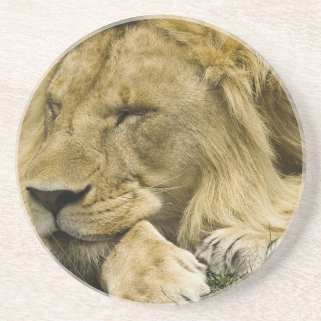 African Lion, Panthera leo, laying down asleep Coaster (Front)