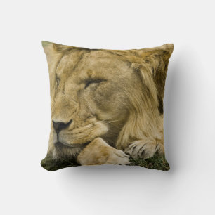 African Lion, Panthera leo, laying down asleep Cushion