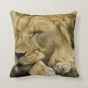 African Lion, Panthera leo, laying down asleep Cushion