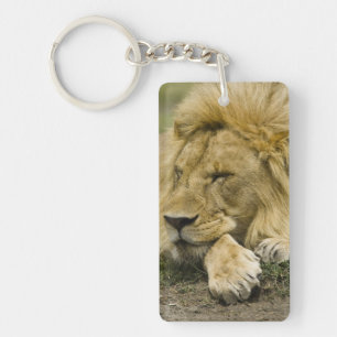 African Lion, Panthera leo, laying down asleep Key Ring