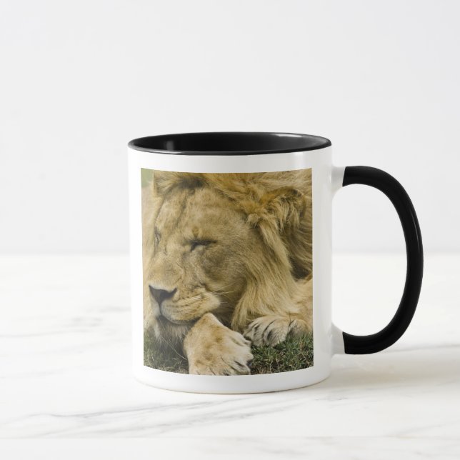African Lion, Panthera leo, laying down asleep Mug (Right)