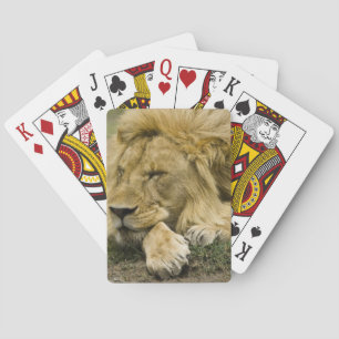 African Lion, Panthera leo, laying down asleep Playing Cards