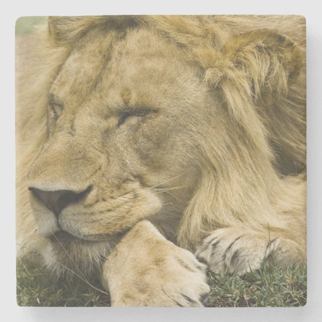 African Lion, Panthera leo, laying down asleep Stone Coaster (Front)