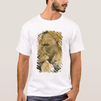 African Lion, Panthera leo, laying down asleep