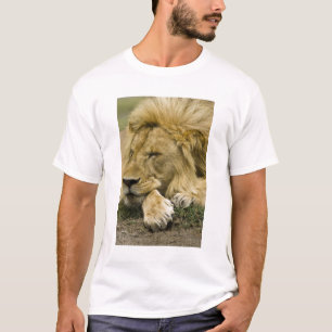 African Lion, Panthera leo, laying down asleep T-Shirt